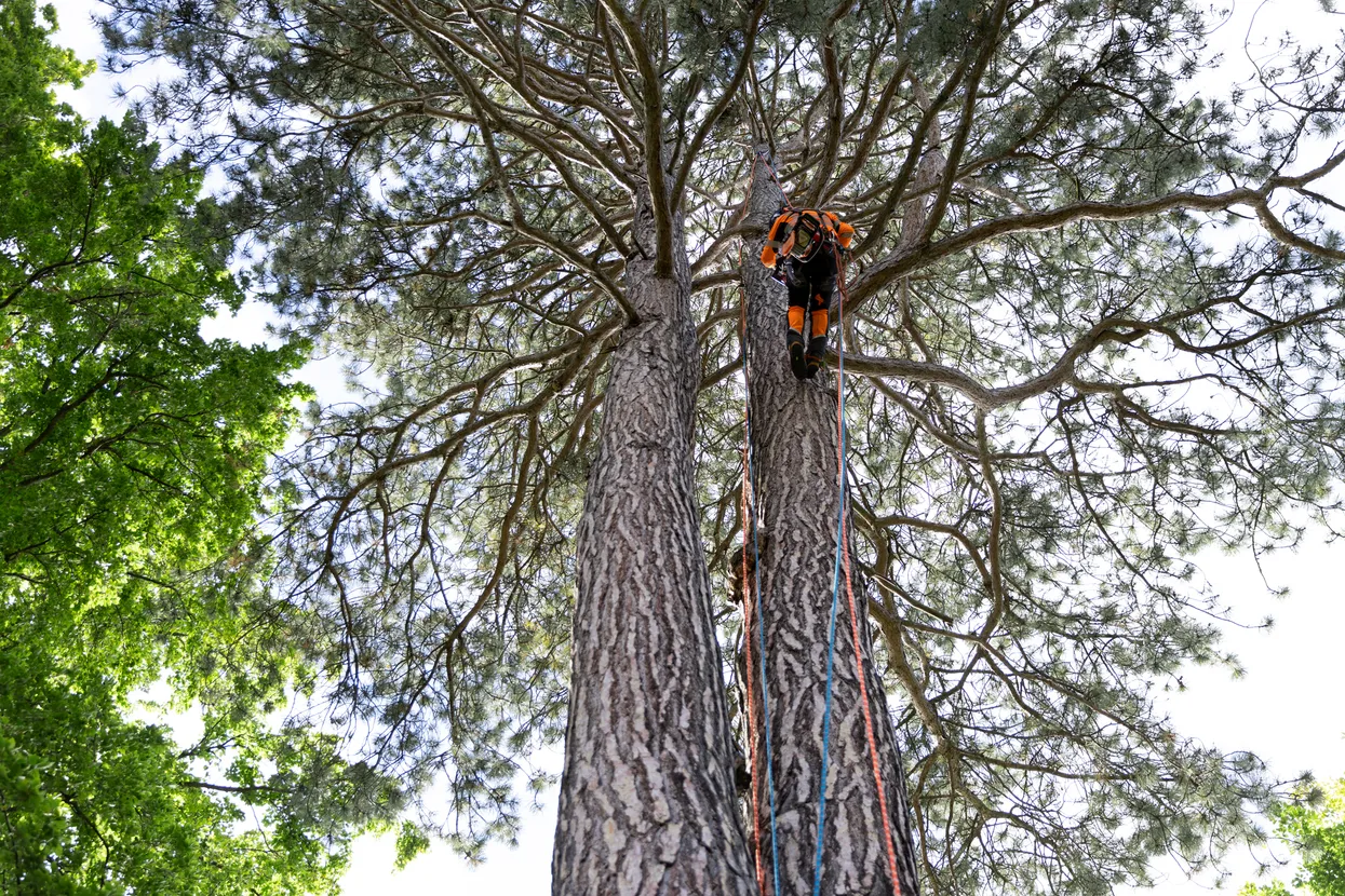 Up to 400 meters capacity with the Husqvarna BLi-X 36V battery system.